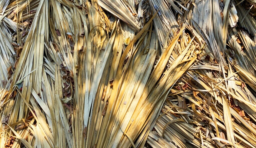 The Powerful Yucatecan Huano, a Plant with Thousands of Uses